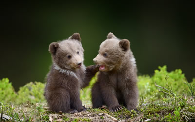 Wildlife Vet Vets Newcastle